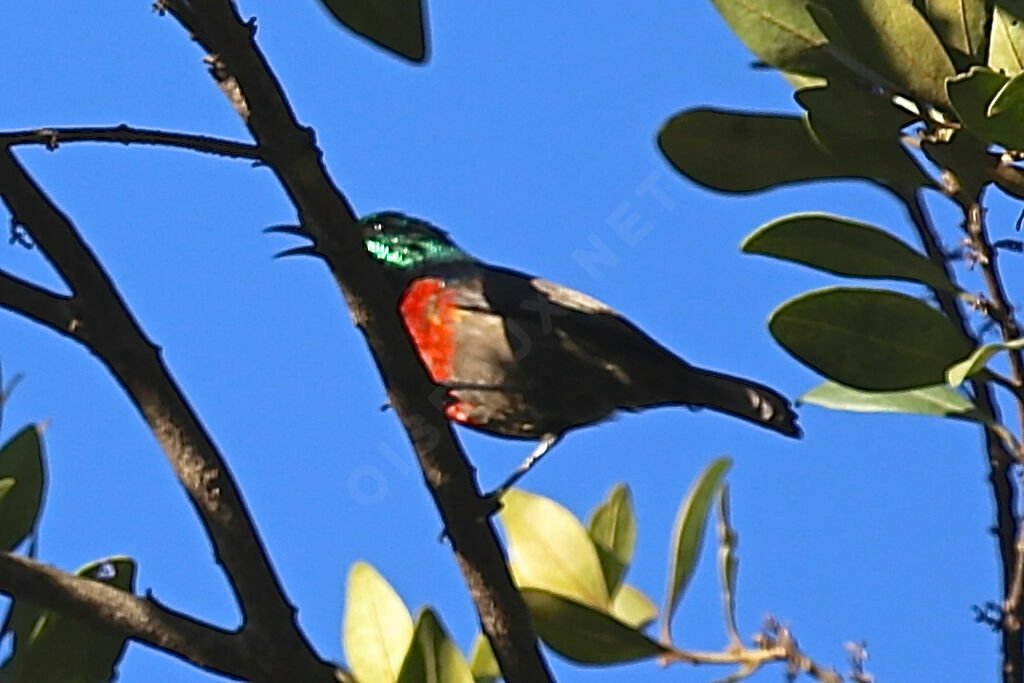 Scarlet-chested Sunbird