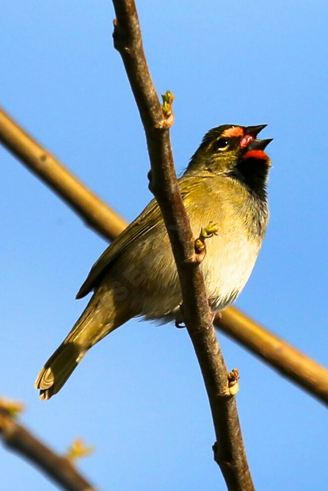 Sporophile grand-chanteur - Tiaris grand-chanteur<br />