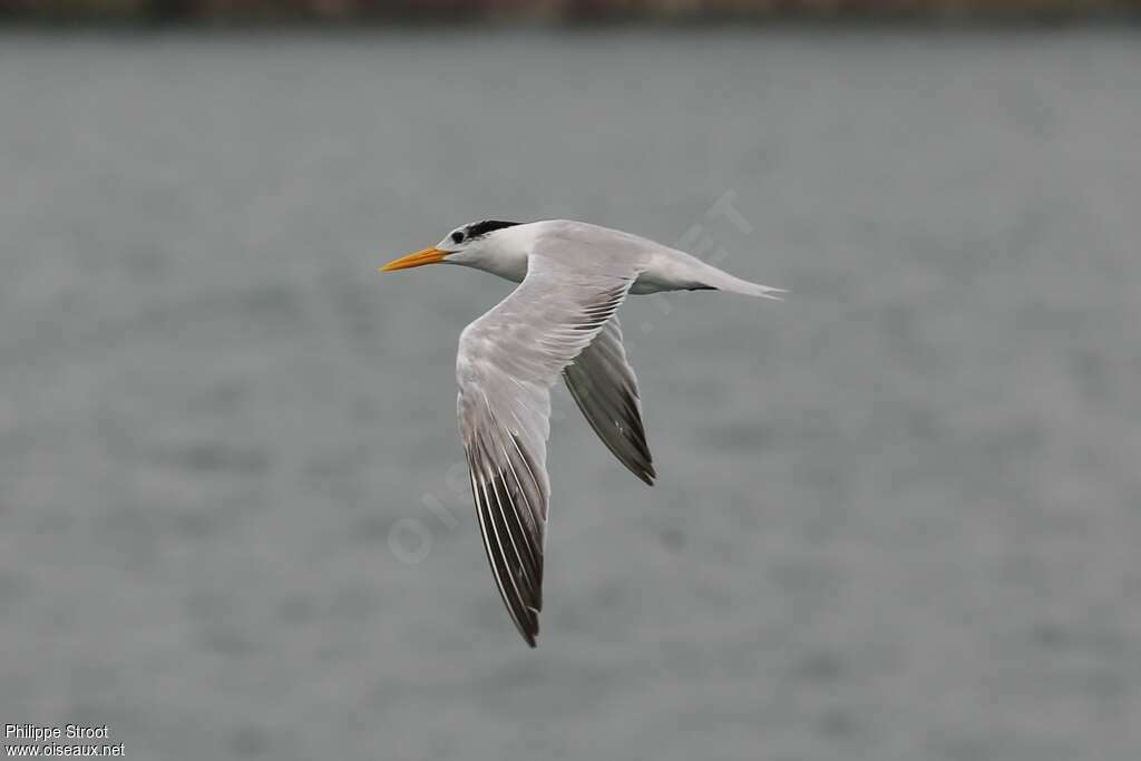 Lesser Crested TernSecond year, moulting, pigmentation, Flight