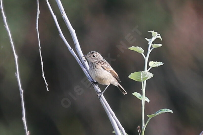 European Stonechatjuvenile
