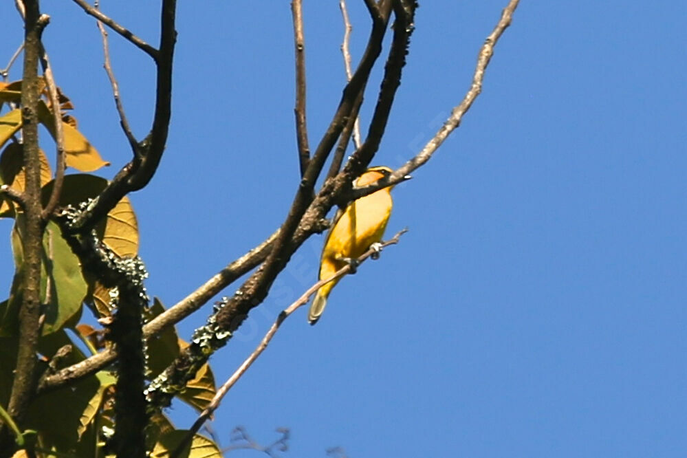 Spectacled Weaver