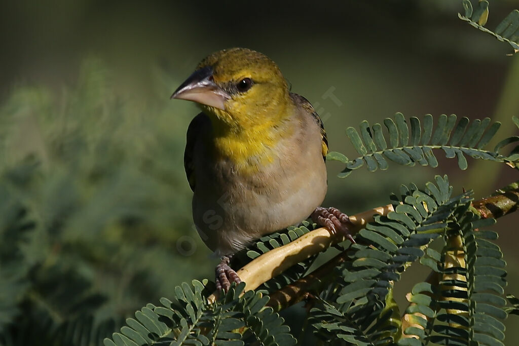 Village Weaver