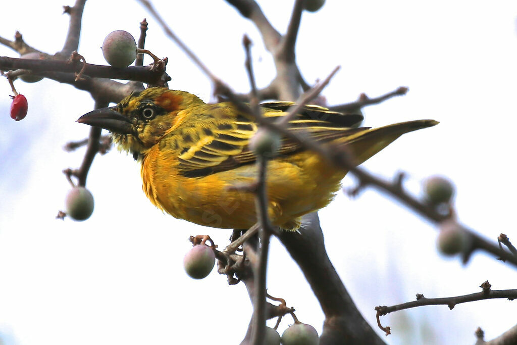 Lesser Masked Weaver