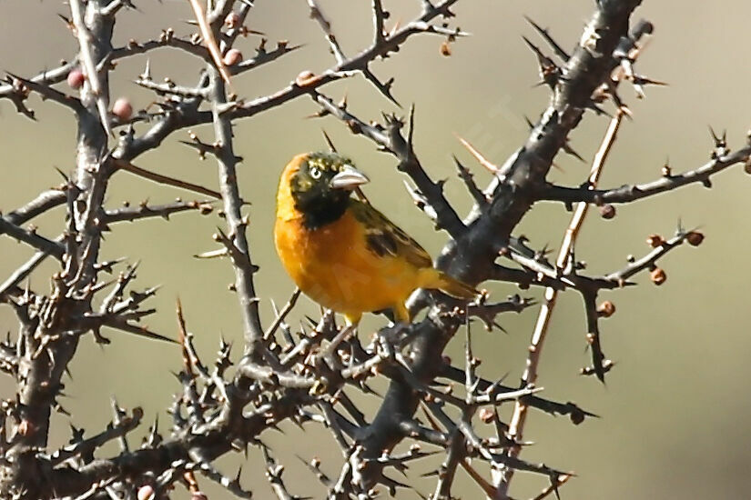 Lesser Masked Weaver