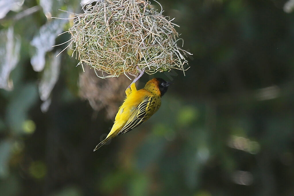 Lesser Masked Weaver