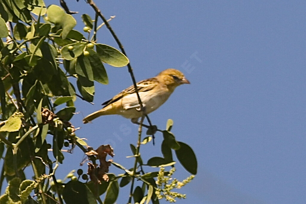 Little Weaver