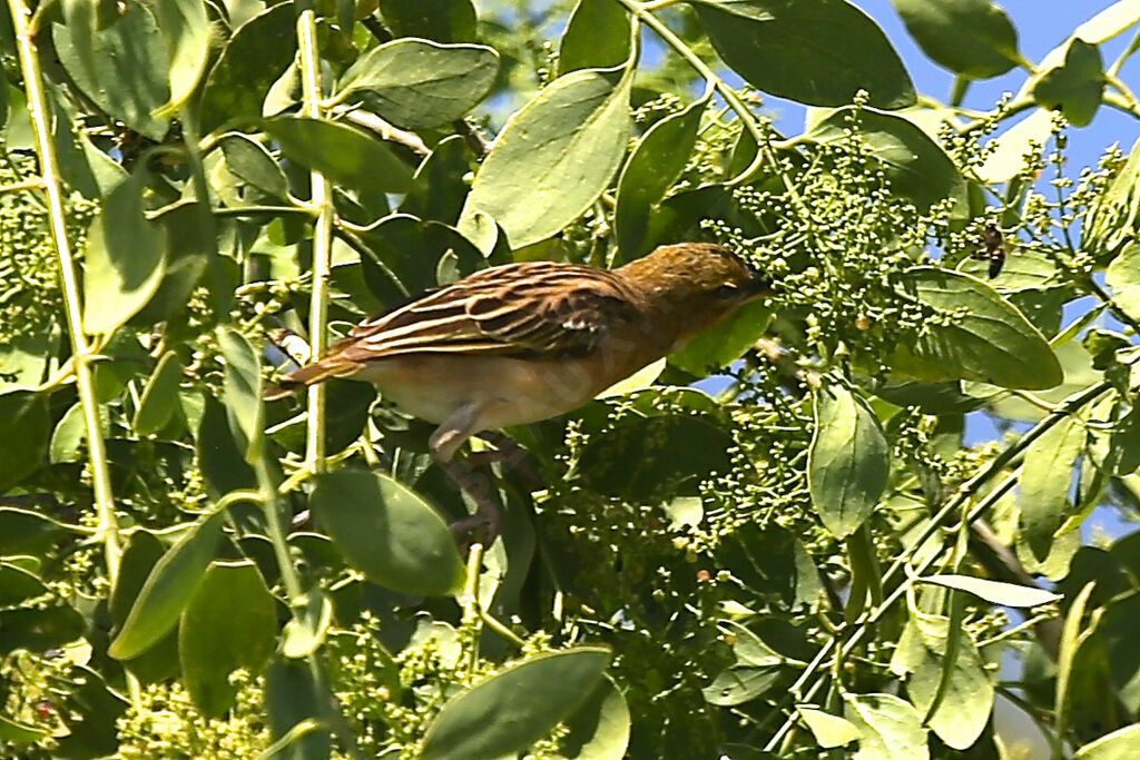 Little Weaver