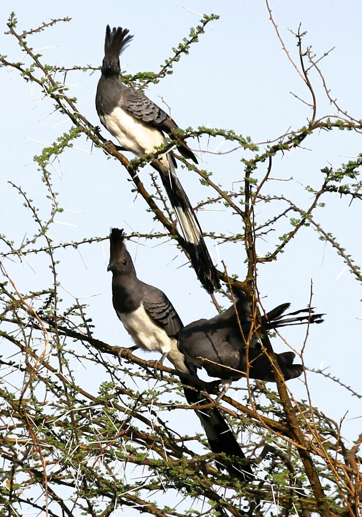 White-bellied Go-away-bird