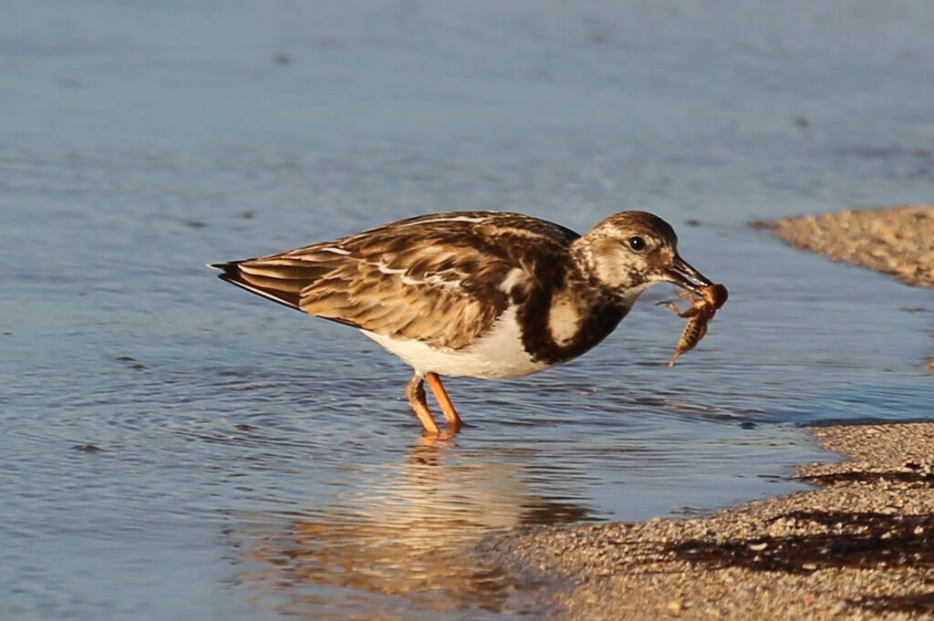 Tournepierre à collier