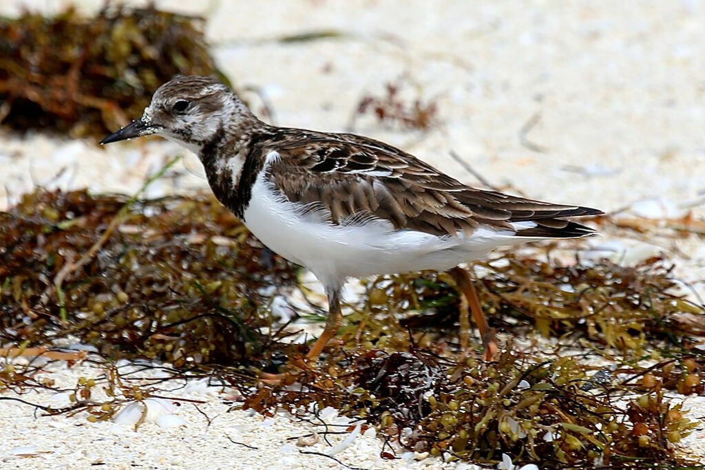 Tournepierre à collier