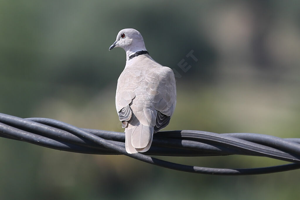 Eurasian Collared Dove