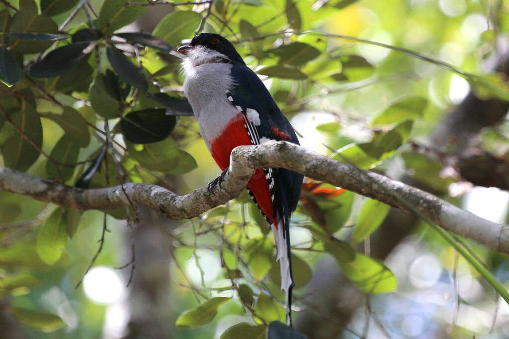 Trogon de Cuba