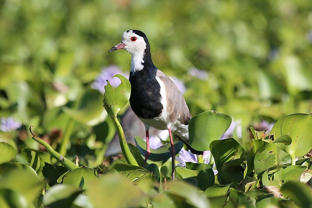 Vanneau à ailes blanches