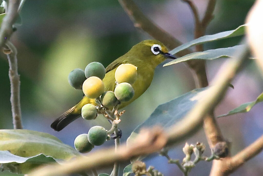 Zostérops jaune