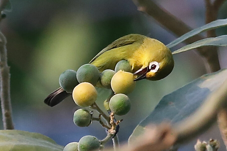 Zostérops jaune