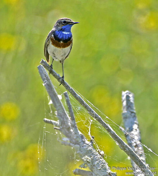 Gorgebleue à miroir