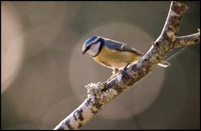 Mésange bleue