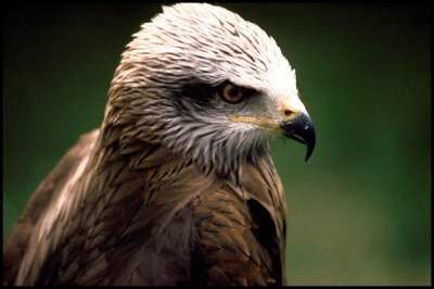 Red Kite
