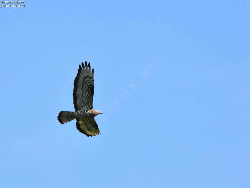 European Honey Buzzard