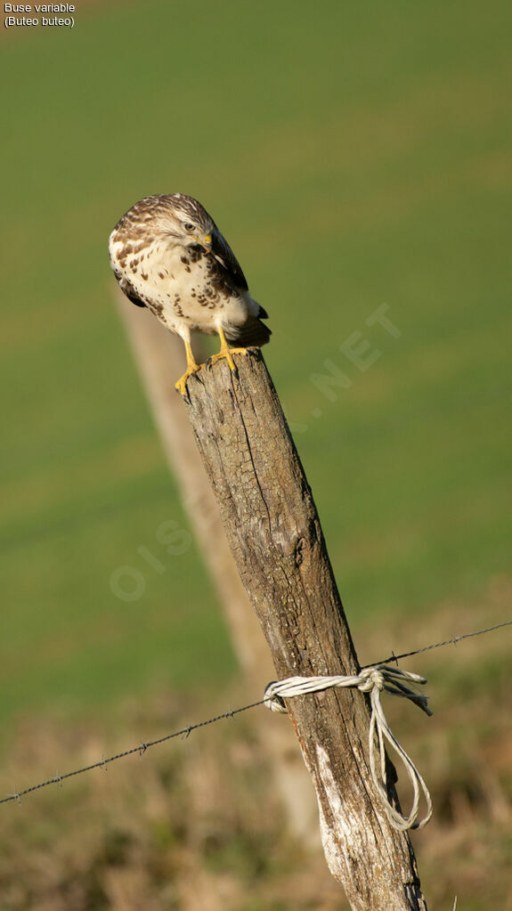 Buse variable