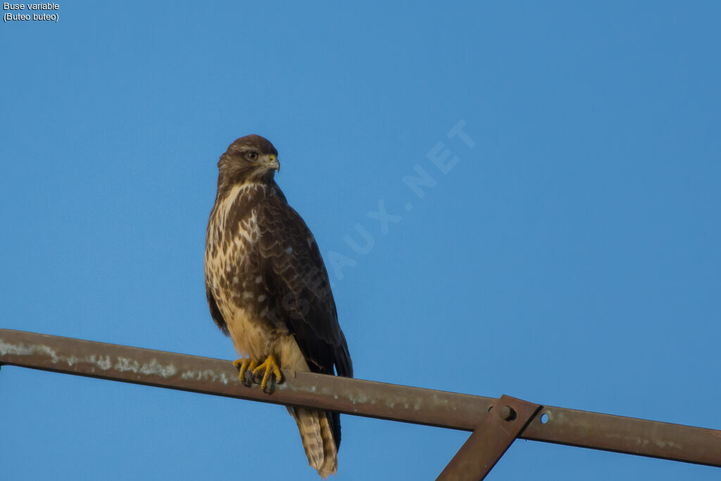 Buse variable