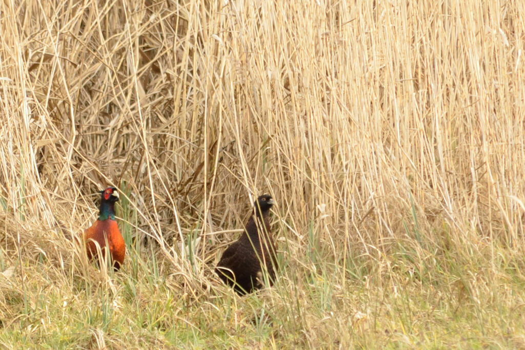 Common Pheasant