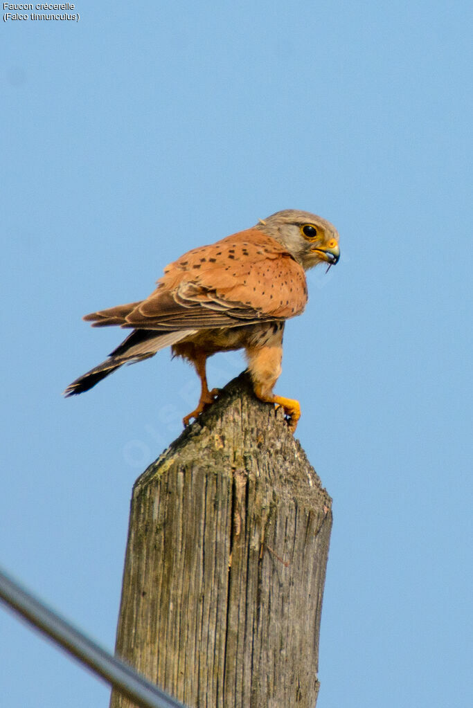 Common Kestrel