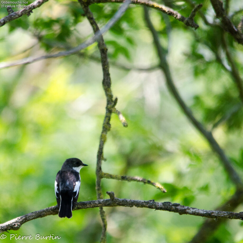 European Pied Flycatcher