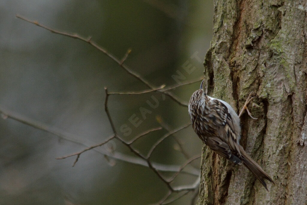 Short-toed Treecreeper