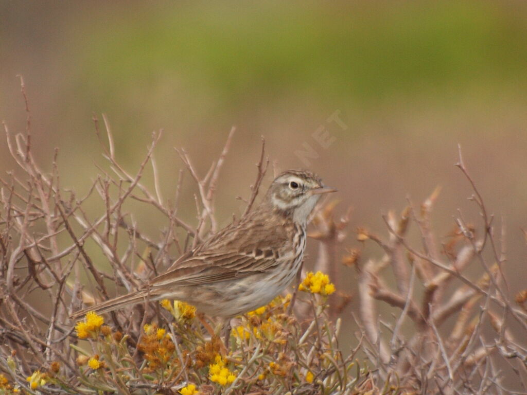 Pipit de Berthelot
