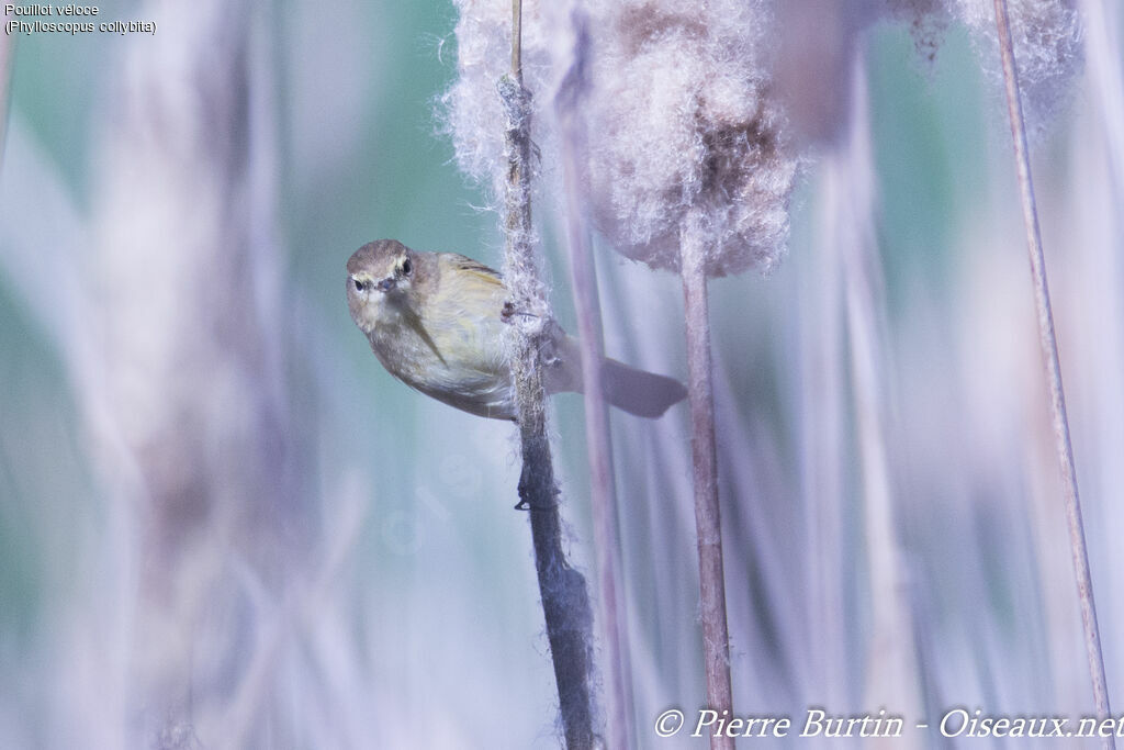 Common Chiffchaff