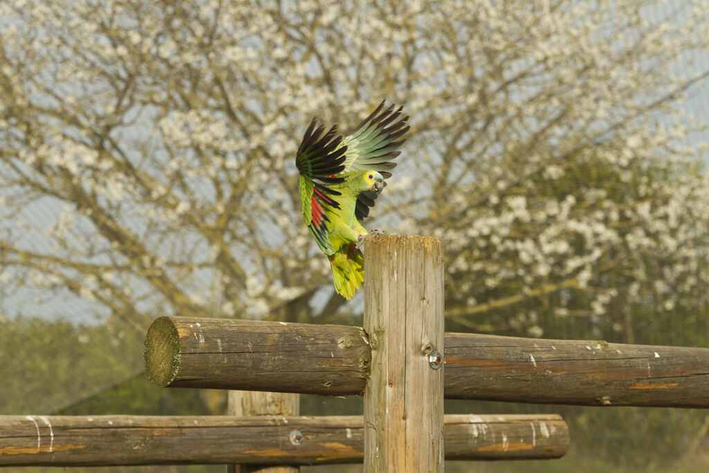 Amazone à front bleu, Vol