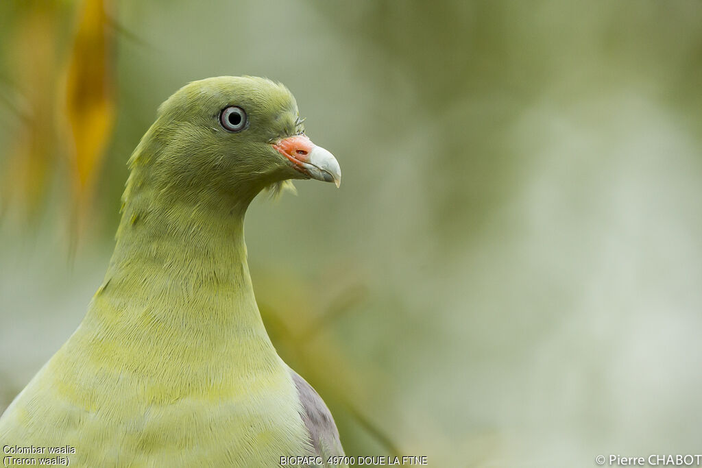 Bruce's Green Pigeon