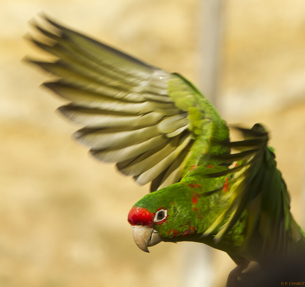 Conure mitrée