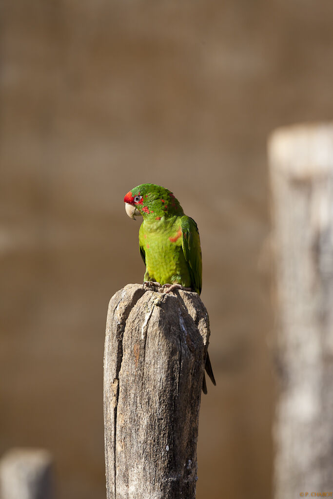 Conure mitrée