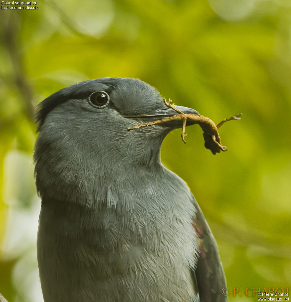 Cuckoo-roller