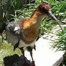 Ibis des Andes