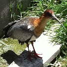 Ibis des Andes