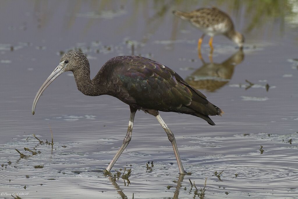 Glossy Ibis, identification