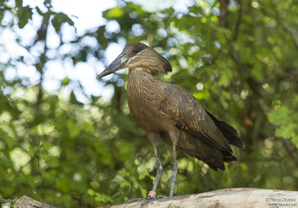Hamerkop
