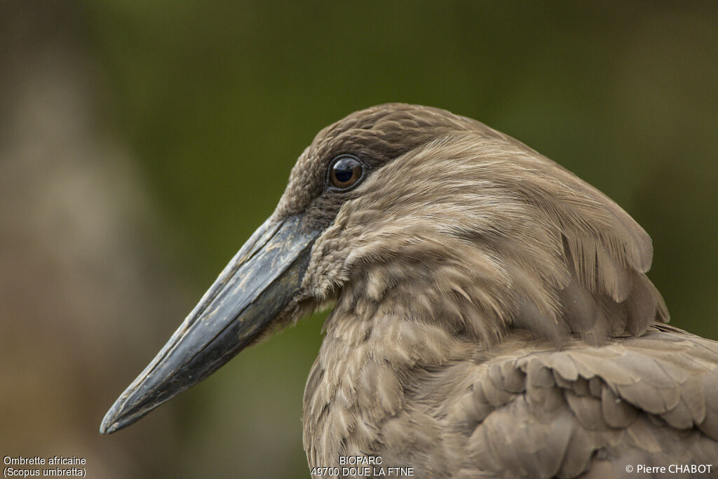 Hamerkop