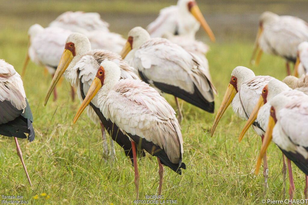 Tantale ibis