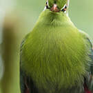 Touraco de Fischer