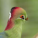 Touraco de Fischer