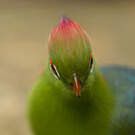 Touraco de Fischer