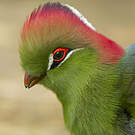 Touraco de Fischer