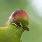 Touraco de Fischer