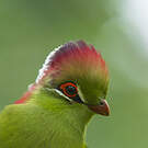 Touraco de Fischer