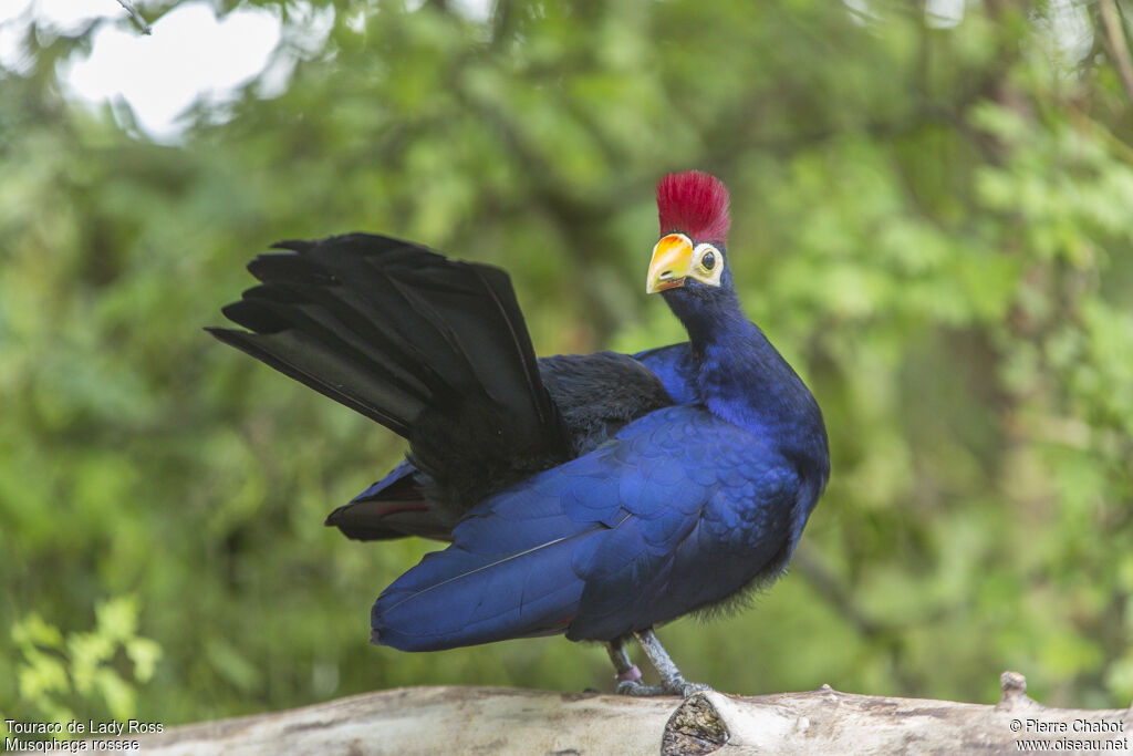 Ross's Turaco
