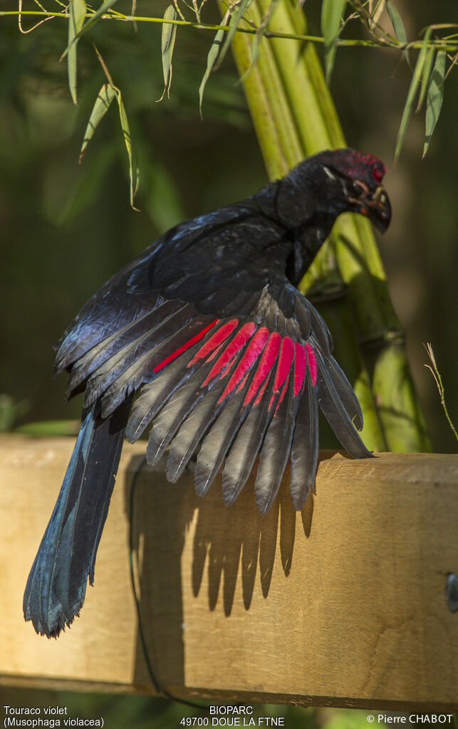 Violet Turaco